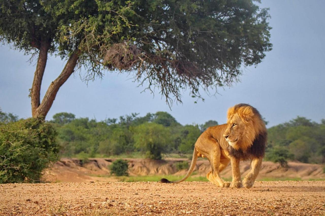 Вілла Kapama Southern Camp Kapama Game Reserve Екстер'єр фото